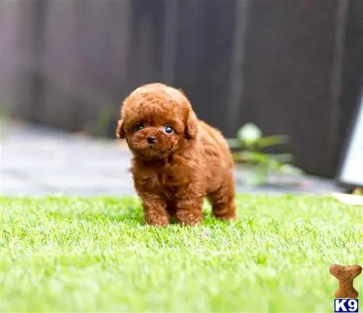 Maltipoo puppy for sale